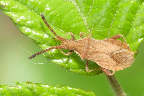 Coriomeris denticulatus